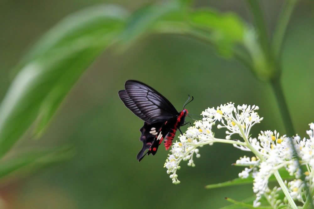 Fung Yuen Butterfly Reserve photo2