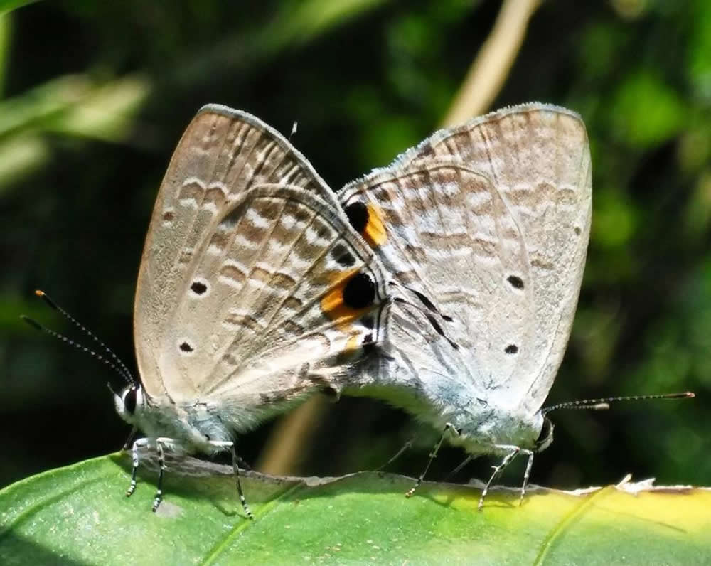 Fung Yuen Butterfly Reserve photo3