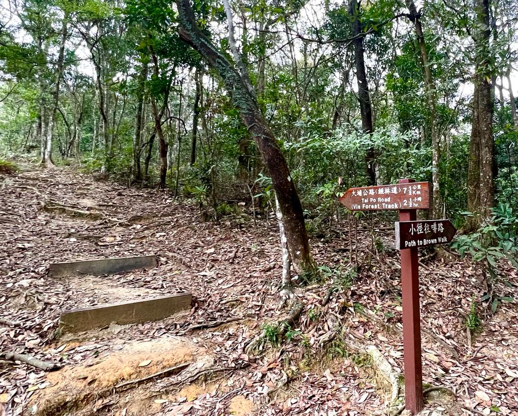 Tai Po Kau Nature Reserve photo3