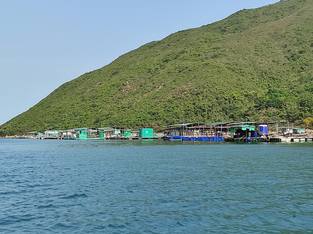 滘西洲魚類養殖區圖片