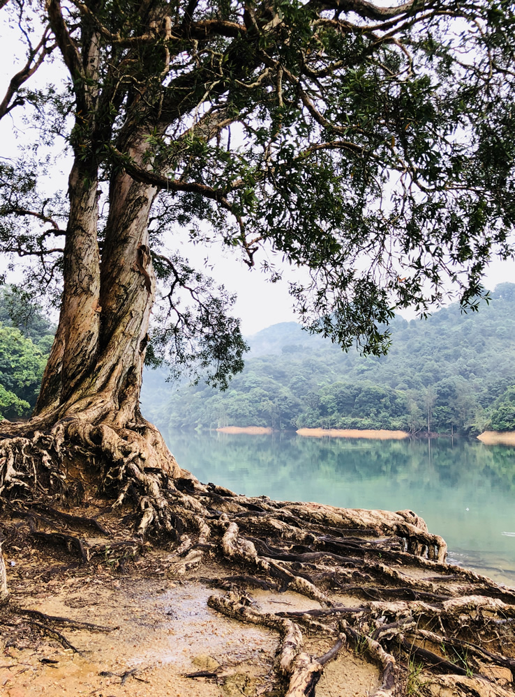 Shing Mun Country Park photo4