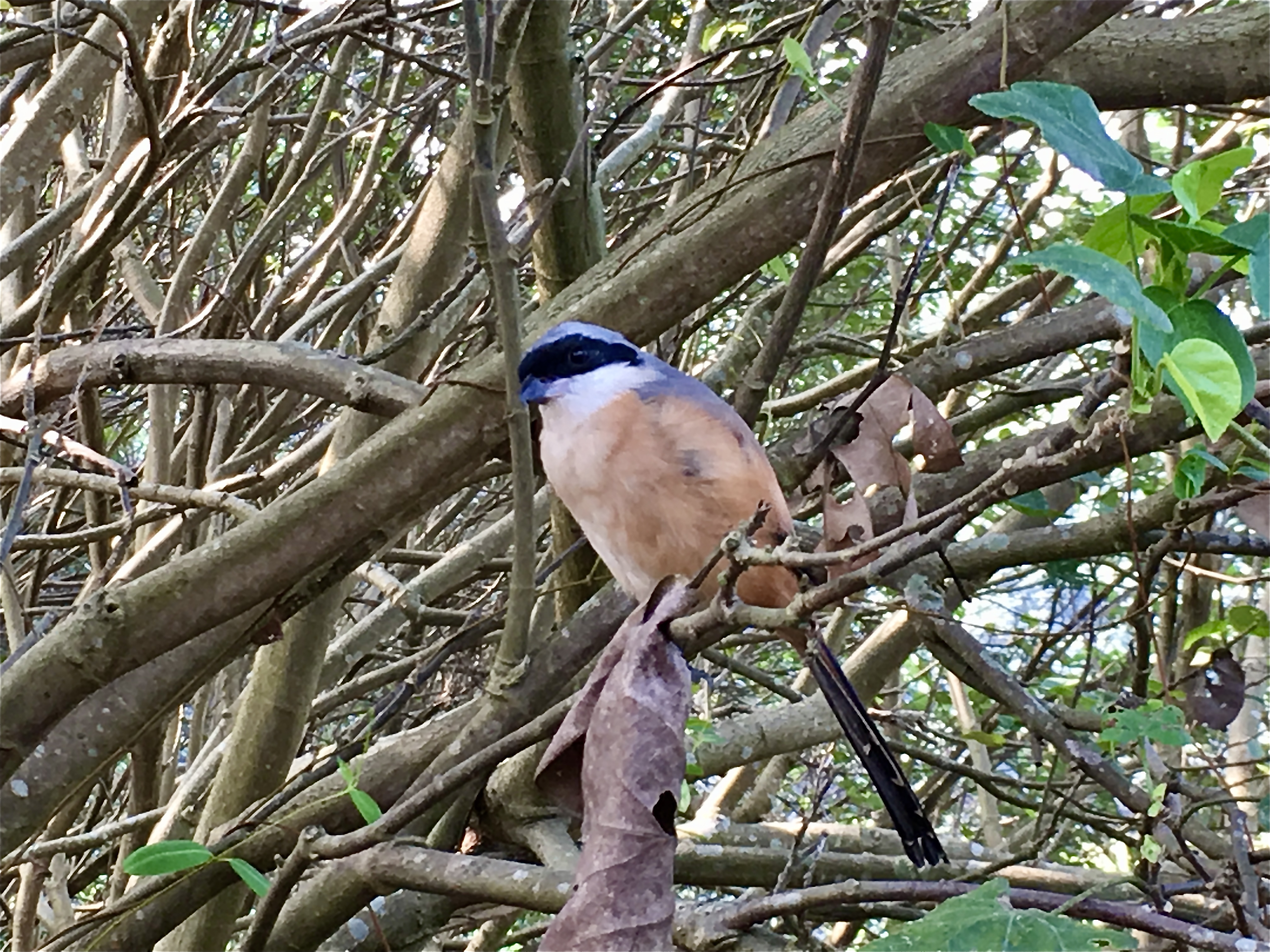 香港濕地公園圖片6