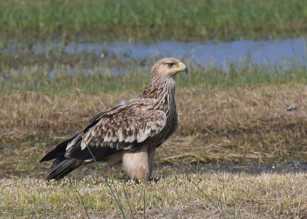 The Mai Po Nature Reserve photo11