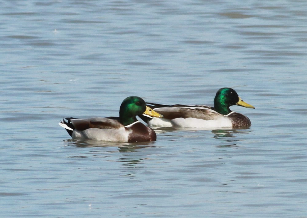 The Mai Po Nature Reserve photo9