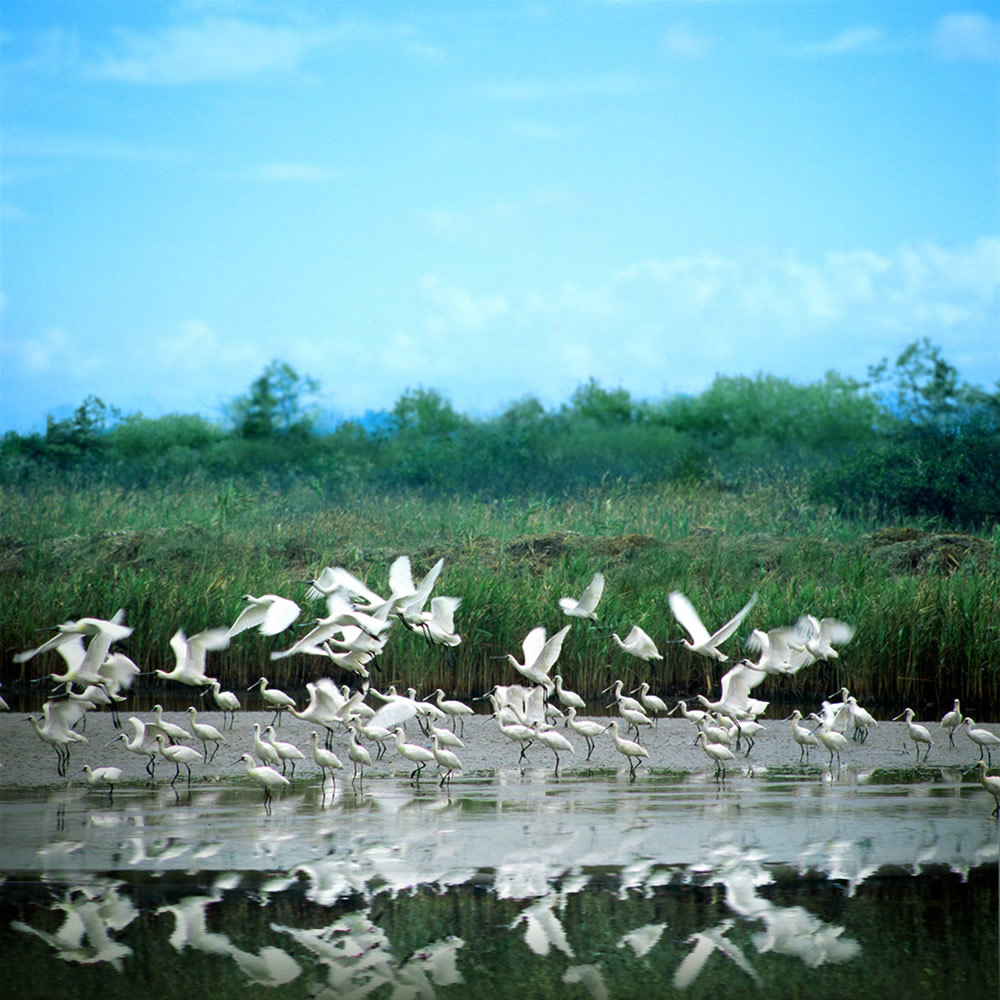 The Mai Po Nature Reserve photo1