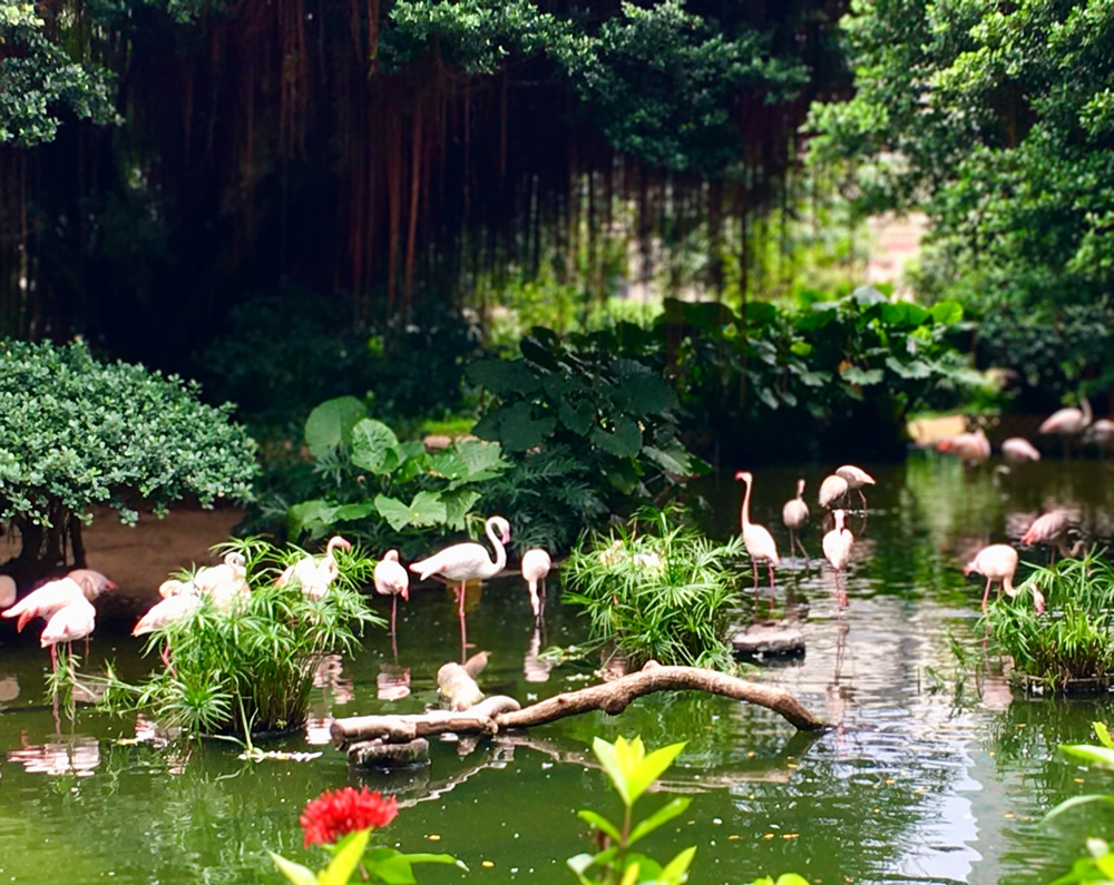 九龍公園圖片2