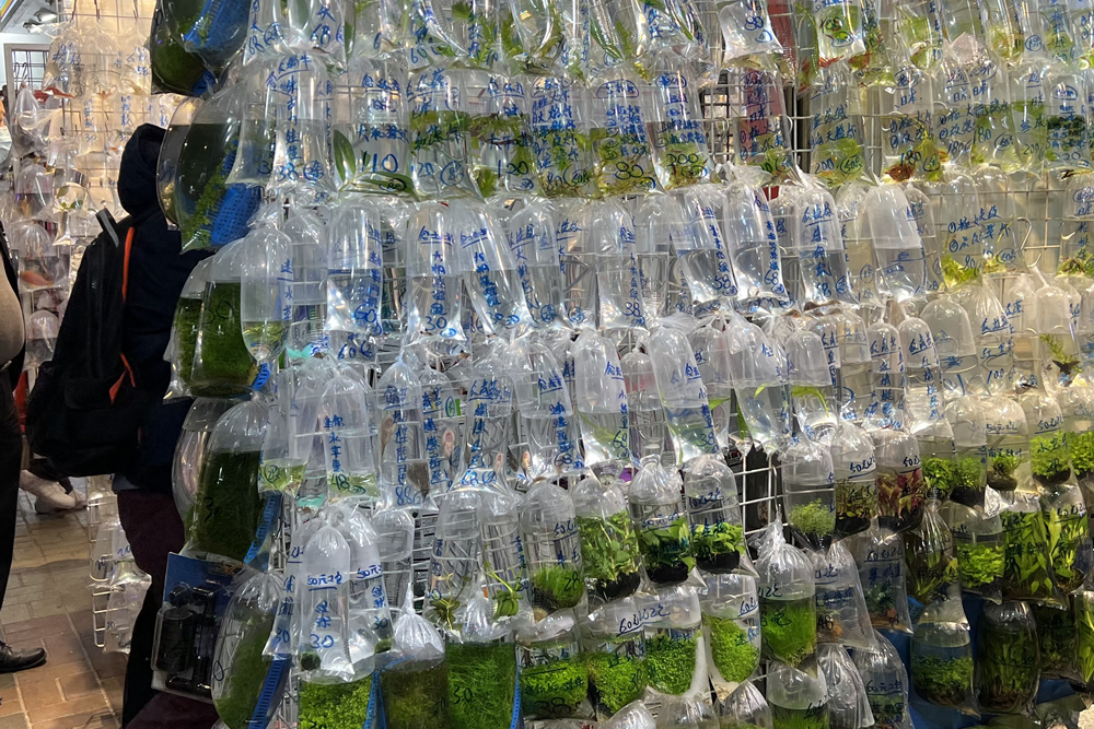 Tung Choi Street (Goldfish Market) photo2