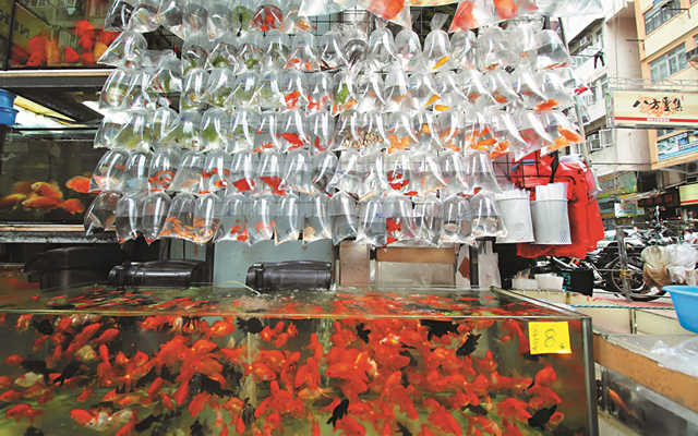 Tung Choi Street (Goldfish Market)